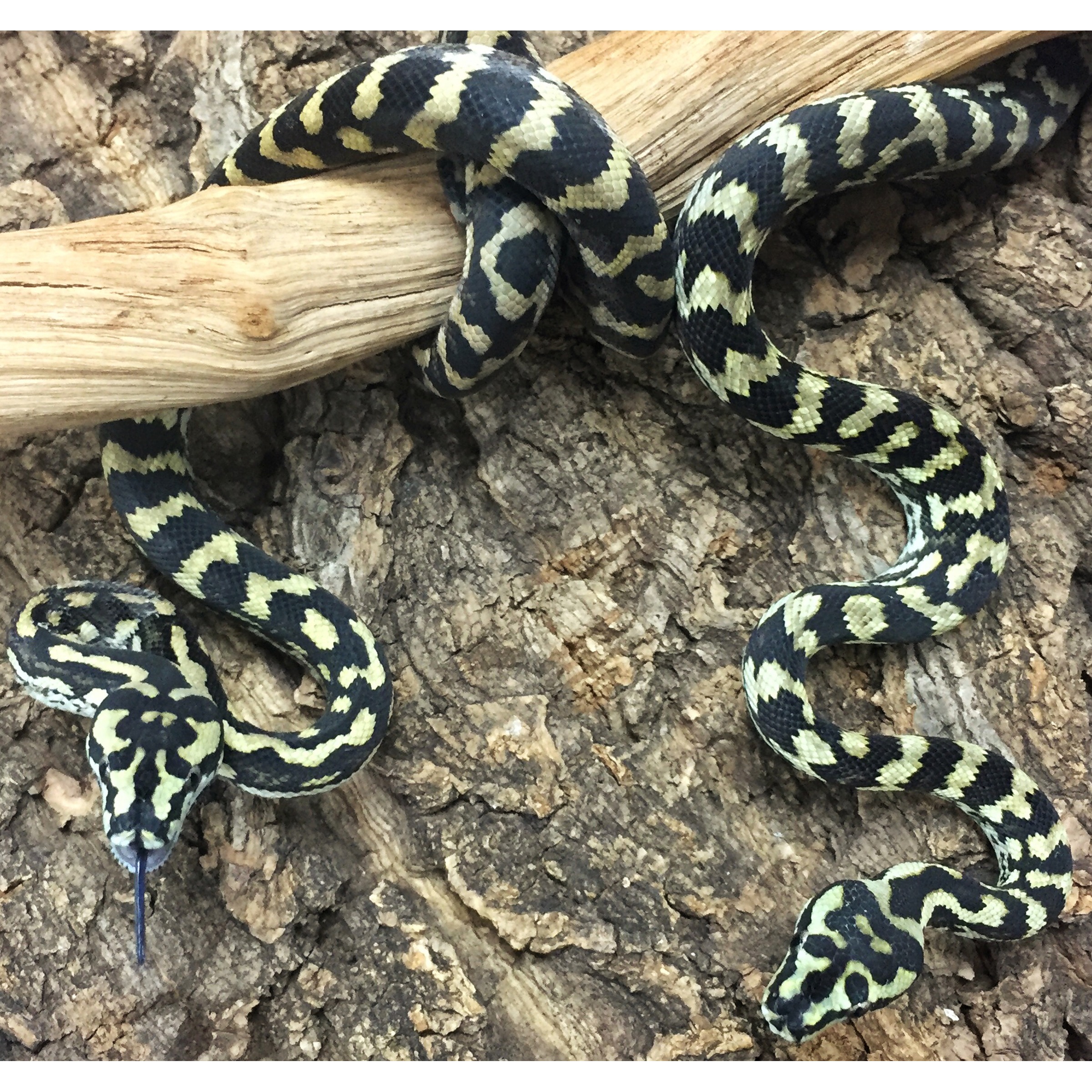 Snake with black and pale yellow-green bands coiled around a branch on rough bark.
