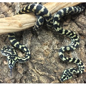 Snake with black and pale yellow-green bands coiled around a branch on rough bark.
