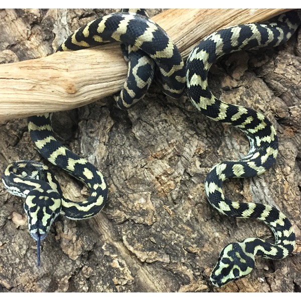 Snake with black and pale yellow-green bands coiled around a branch on rough bark.