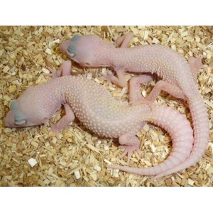 Two pale pink leopard geckos with yellow spots resting on wood shavings.