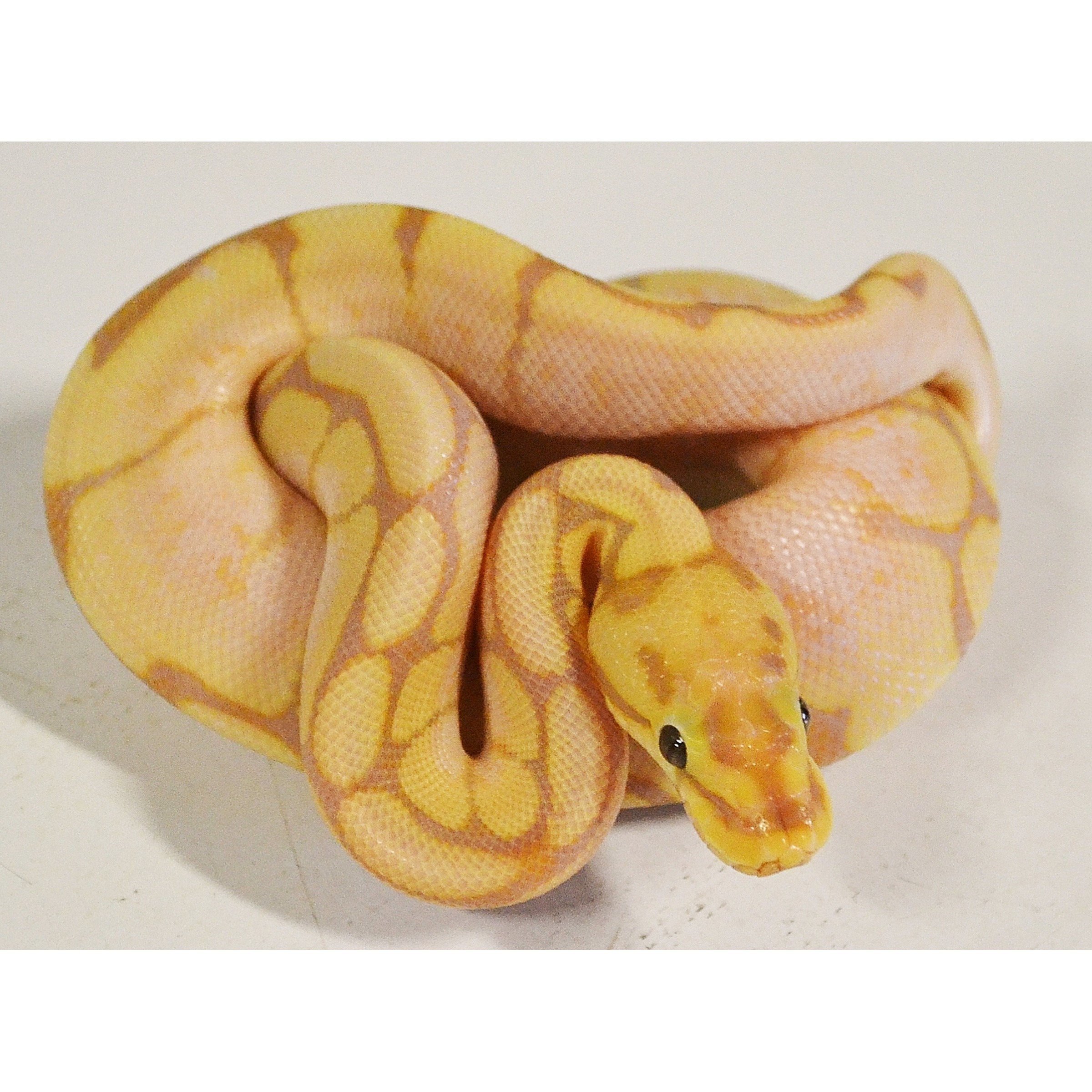 Albino ball python coiled with yellow and brown markings.