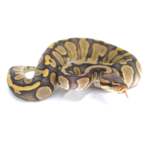 Coiled ball python with brown and yellow saddle patterns on a white background, tongue flicking out.