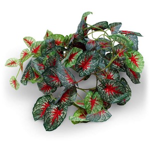 Trailing plant with green leaves showing red central veins and white speckles.