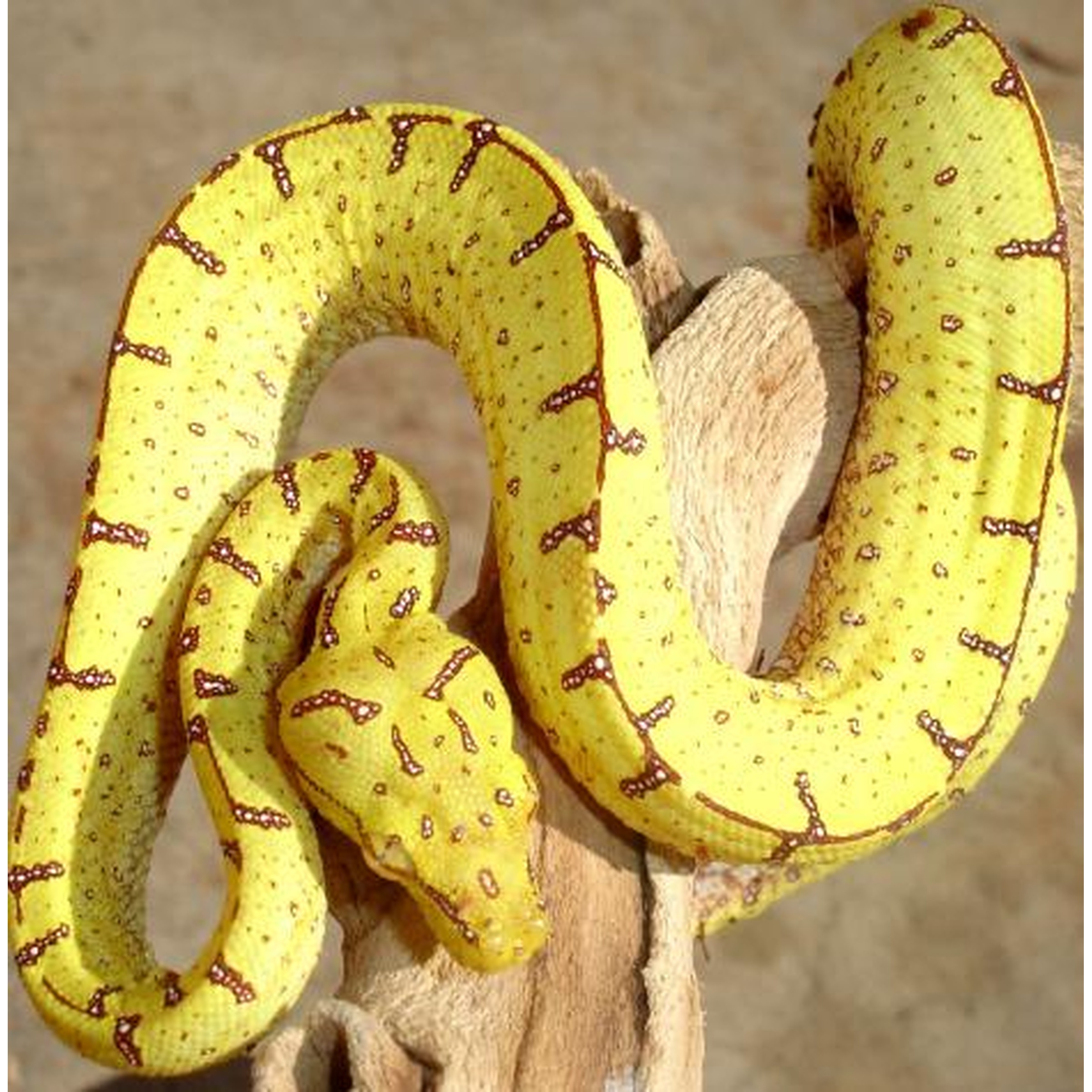 Yellow snake with brown markings coiled around a weathered branch.