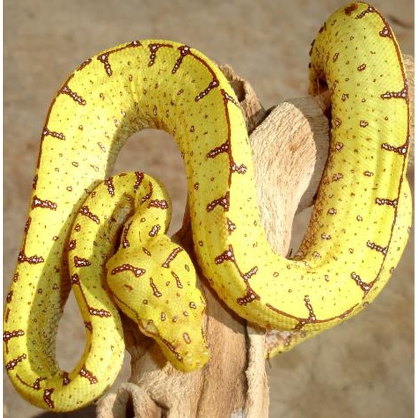 Yellow snake with brown markings coiled around a weathered branch.