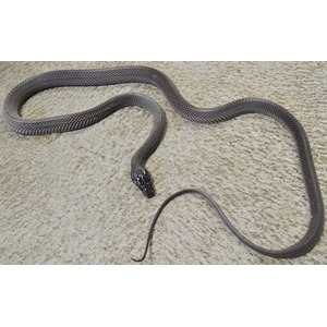 Dark, glossy snake with a patterned body on gray concrete, curving across the surface.