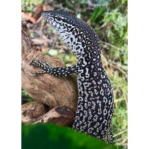 Speckled black-and-white lizard with intricate patterns rests on a textured log amid greenery.