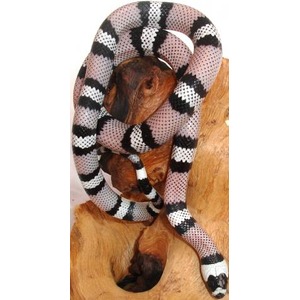 Black and white banded snake coiled around a wooden branch.