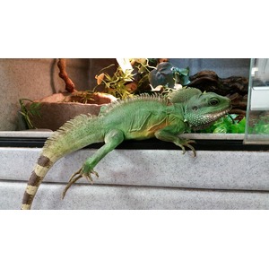 Green iguana resting on a glass terrarium edge, displaying textured scales and a striped tail.