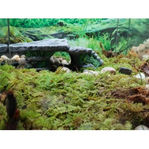 Lush moss carpet with a small stone bridge and pebbles in a terrarium scene.