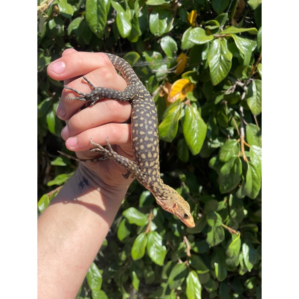 Speckled brown lizard with yellow blotches held on a hand amid green hedge.