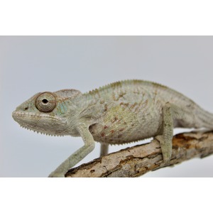 Close-up of a pale chameleon perched on a branch, showing textured scales and a large round eye.