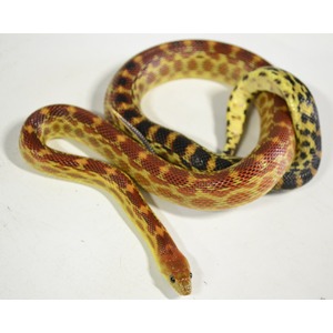 Coiled corn snake with red, yellow, and black bands on a light surface; head near the bottom.