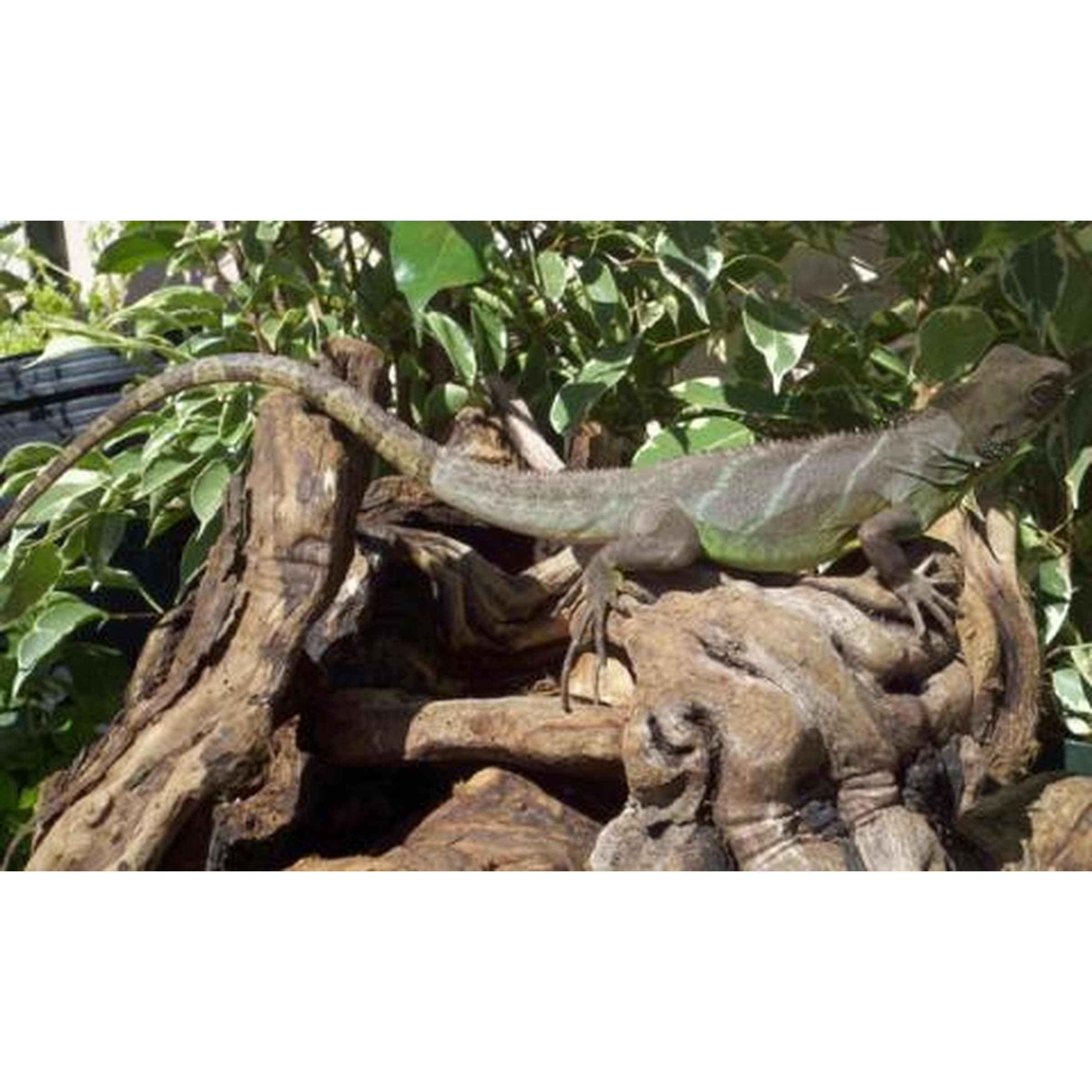 Two lizards perched on a pile of gnarled wood with green leaves in the background.