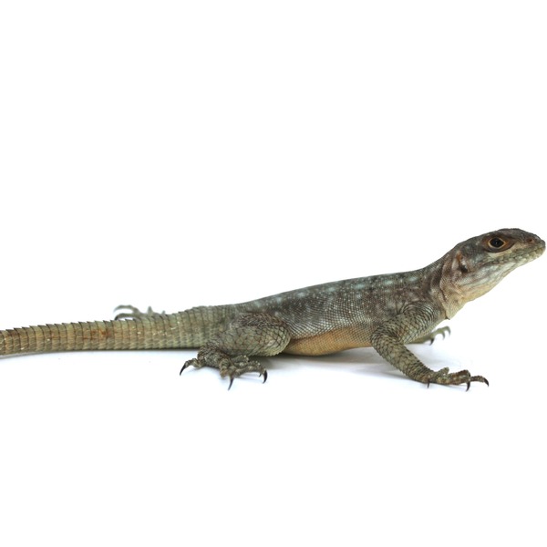 Side view of a greenish-brown monitor lizard on a white background.
