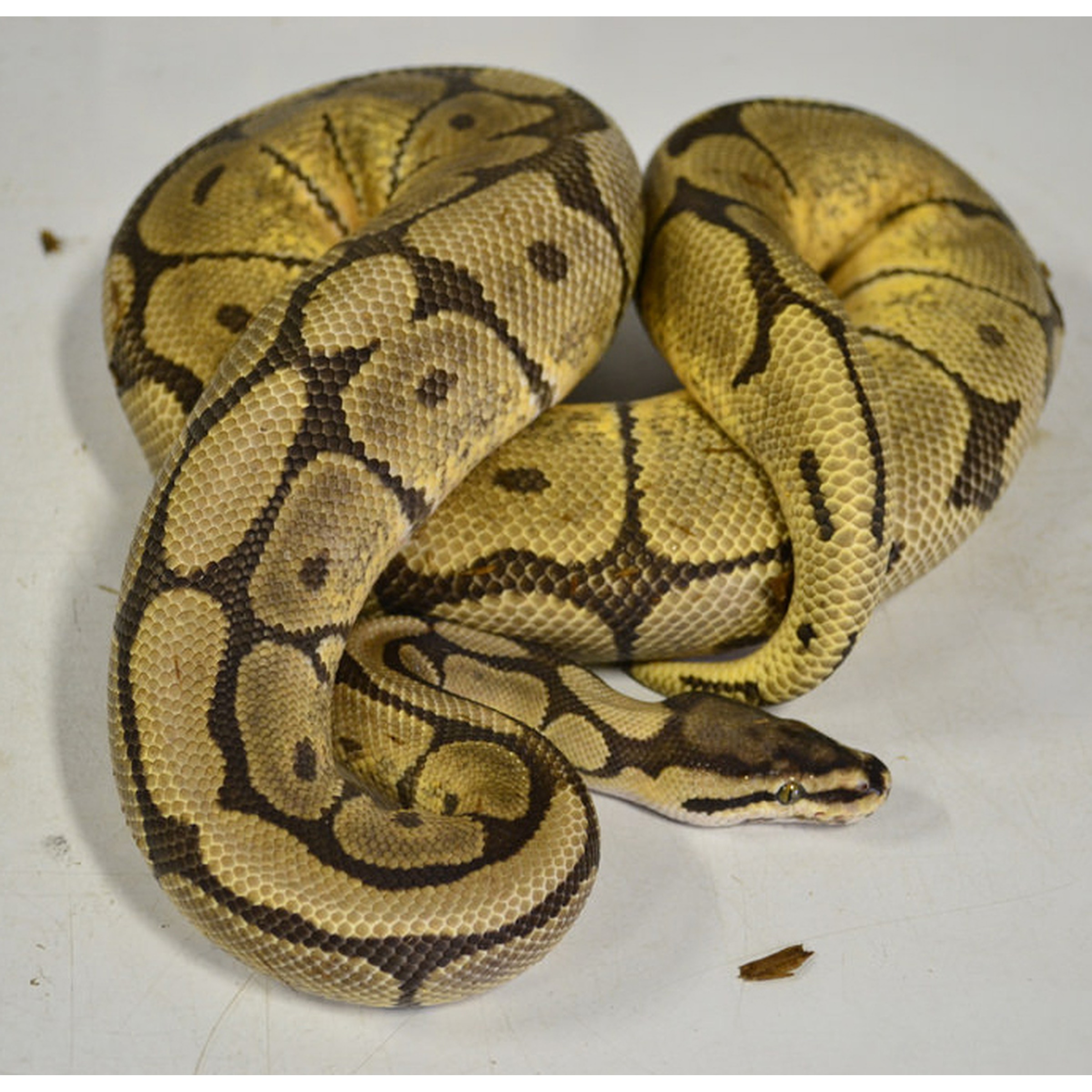 Coiled ball python with yellow-brown and dark brown markings on a pale background.