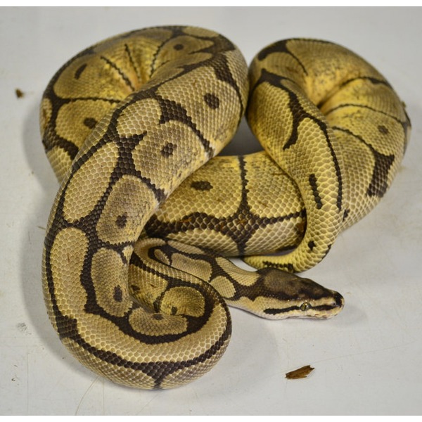 Coiled ball python with yellow-brown and dark brown markings on a pale background.
