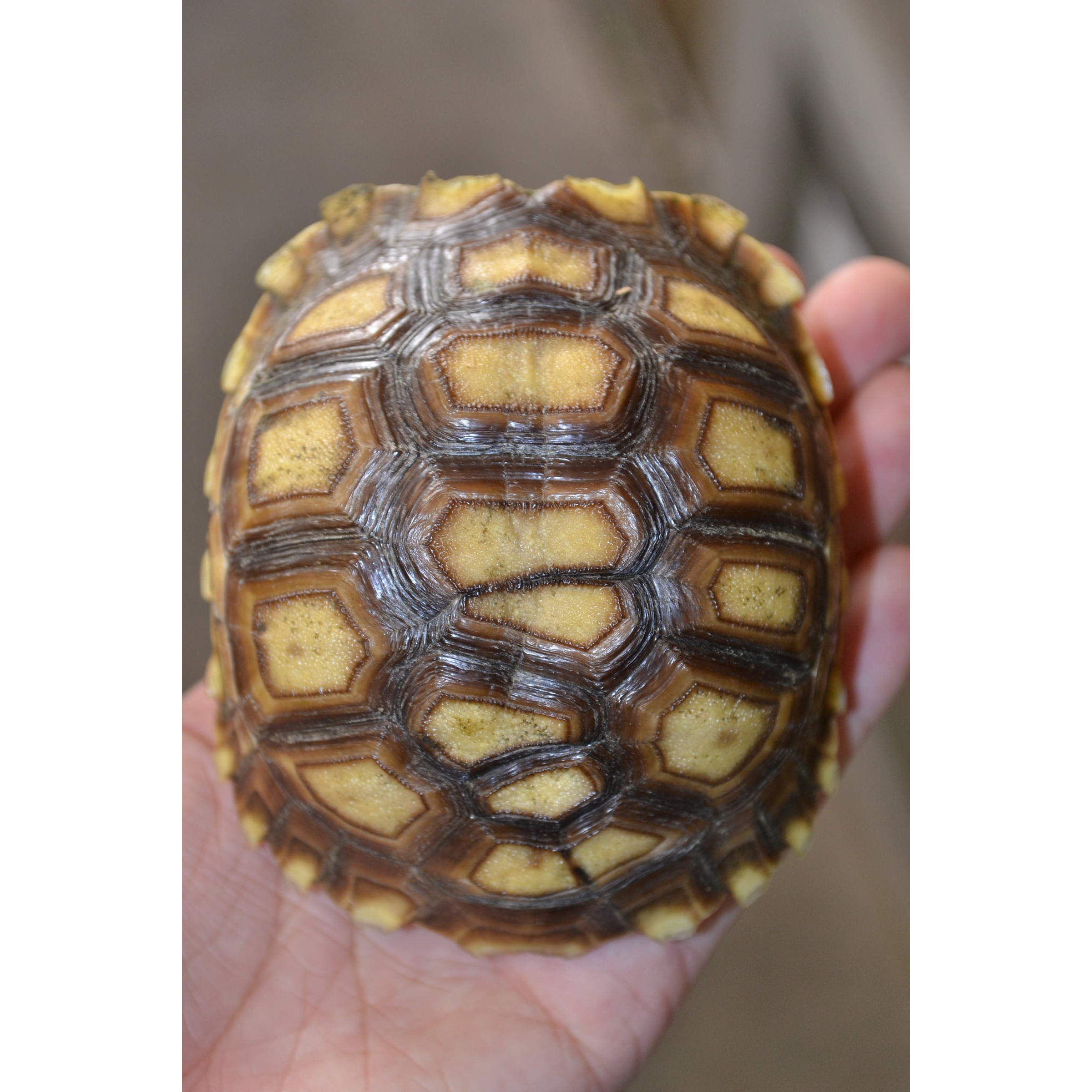 Close-up of a small turtle shell with yellow-brown scutes held in a hand.