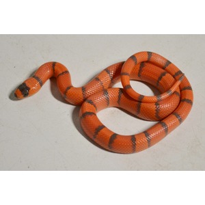 Orange striped snake coiled on a light surface with dark gray bands across its body.