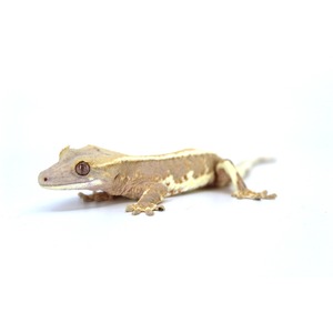 Beige gecko with brown markings lying on a white surface, facing left.