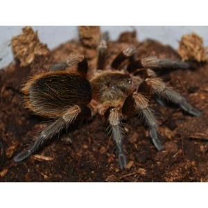 Large fuzzy tarantula with brown and black legs on dark soil.