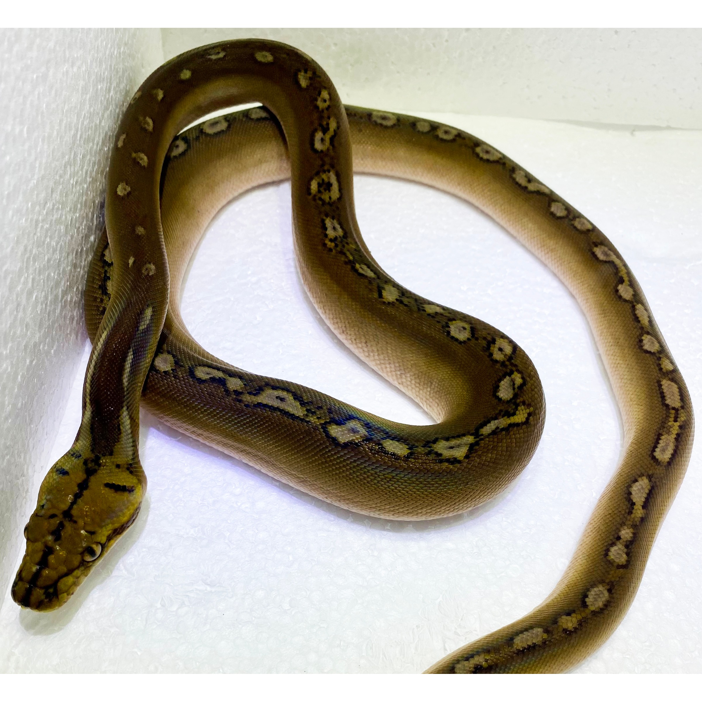 Brown snake with pale saddle markings coils on a white surface.