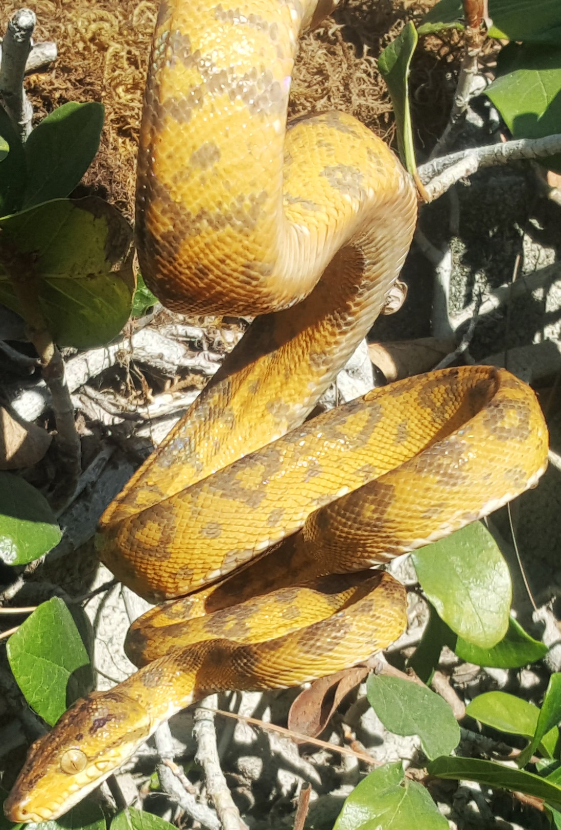 Adult Colored Amazon Tree Boas | LLLReptile