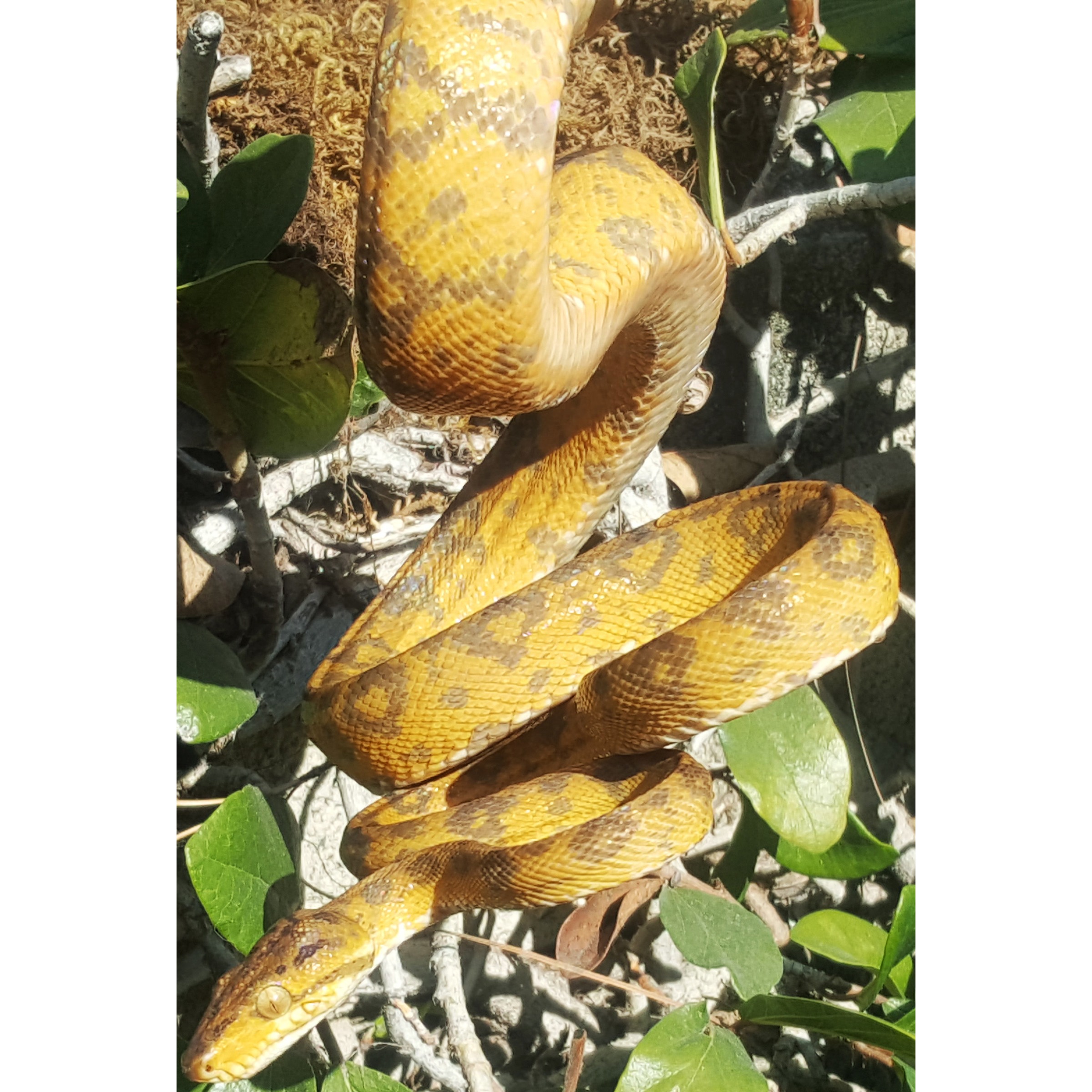 Adult Colored Amazon Tree Boas | LLLReptile