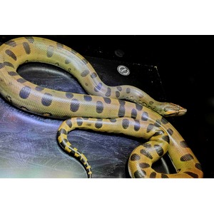 Olive-green snake with dark brown blotches, coiled on a metal surface.