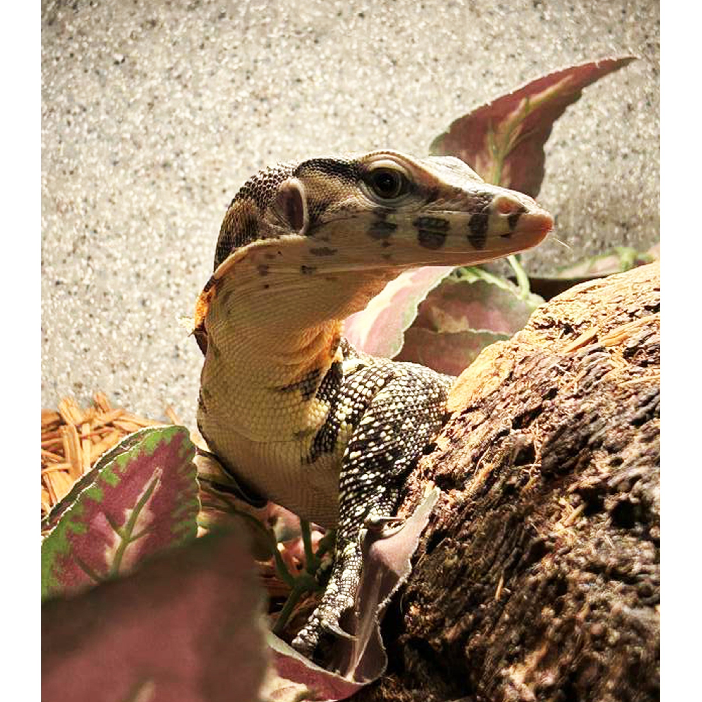 Lizard perched on a rock with speckled body and patterned head among leafy plants.