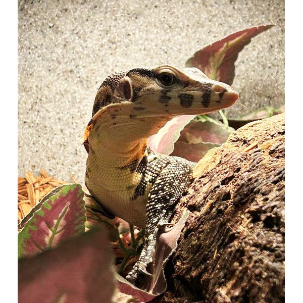 Lizard perched on a rock with speckled body and patterned head among leafy plants.
