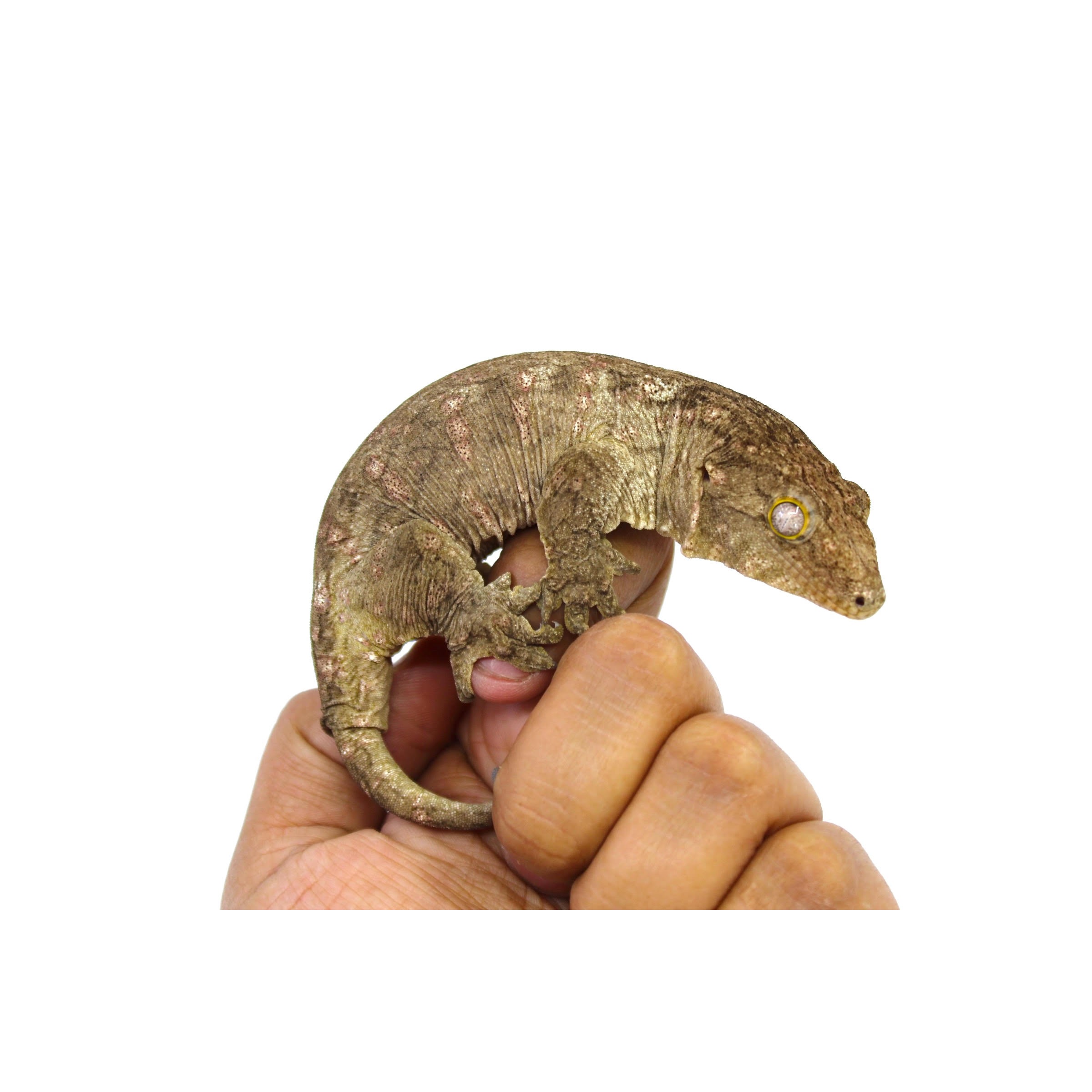 Small mottled gecko held between fingers, showing textured skin, curled tail, and yellow-rimmed eye.
