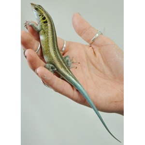 Iridescent lizard with yellow-green back and blue tail held on a person’s fingers.