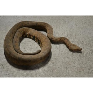 Rusty, coiled metal rod shaped like a snake rests on a concrete floor.