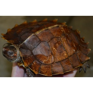 Brown turtle with a dome-shaped, segmented shell held by a hand; head and front limbs visible.