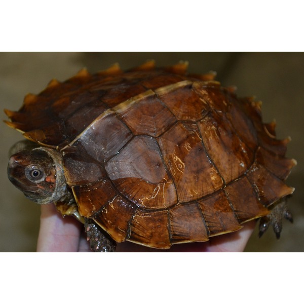 Brown turtle with a dome-shaped, segmented shell held by a hand; head and front limbs visible.