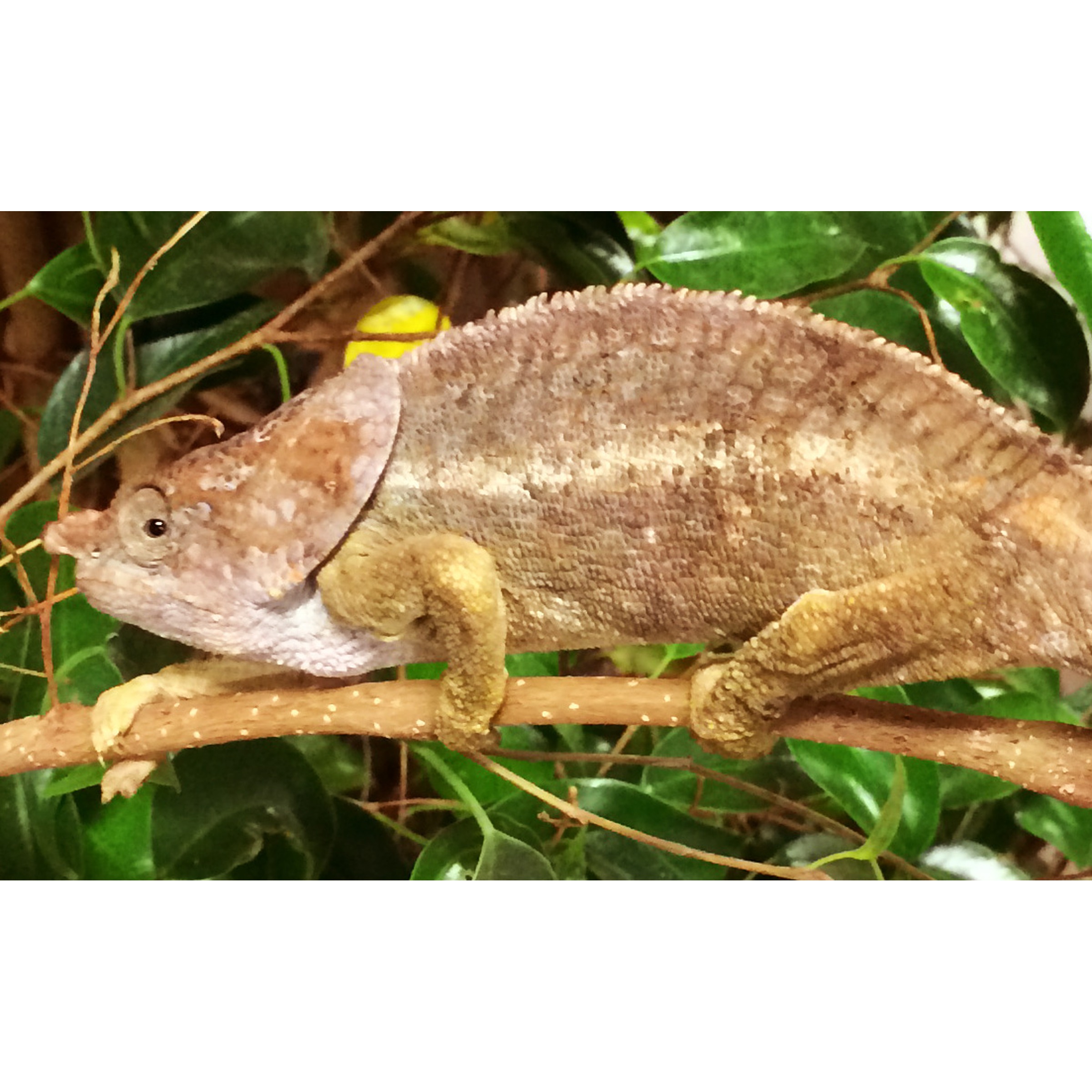 Brown chameleon perched on a branch among green leaves.
