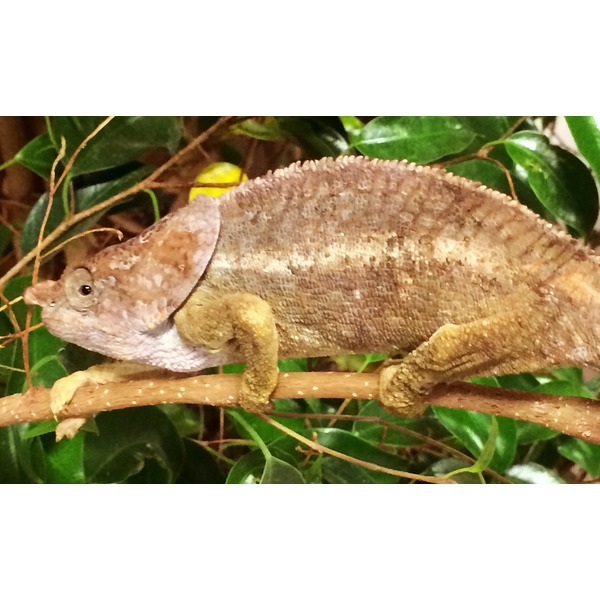 Brown chameleon perched on a branch among green leaves.