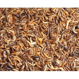 Dense group of brown mealworms wriggling together.