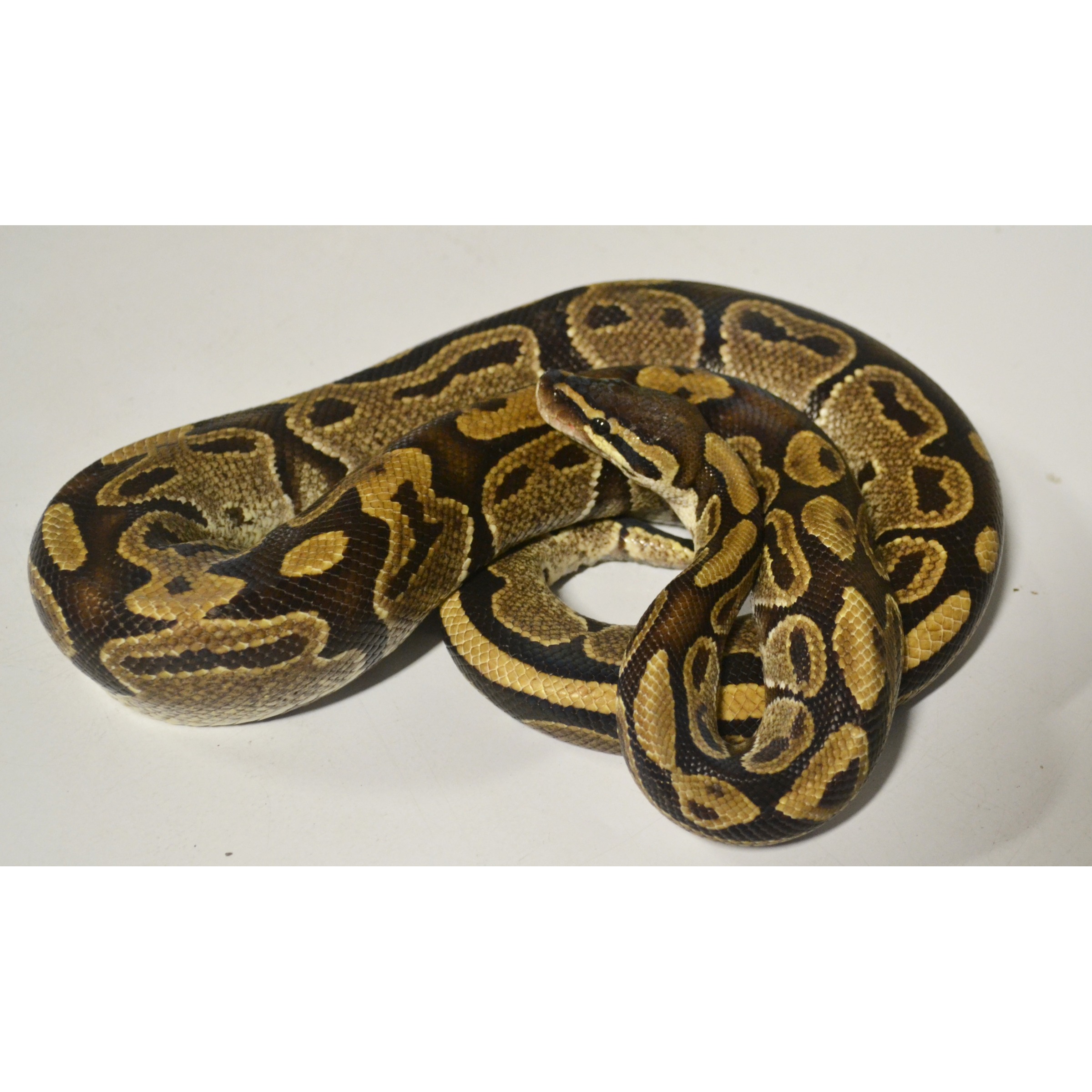 Coiled ball python with brown, tan and gold patterning on a pale background.
