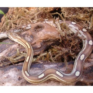 Brown garter snake with yellow and white stripes, slithering over a mossy log.