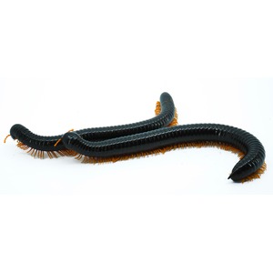 Two segmented black millipedes with numerous orange legs coiled on white