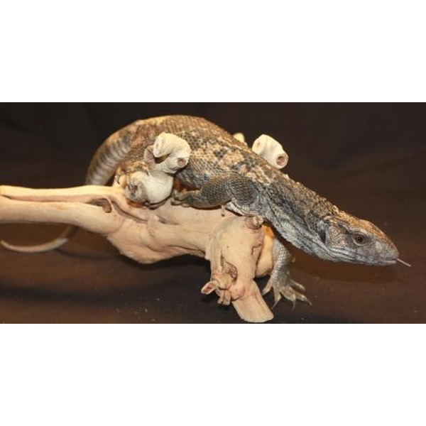 Small crocodile perched on a light branch with white mushrooms growing on its back.