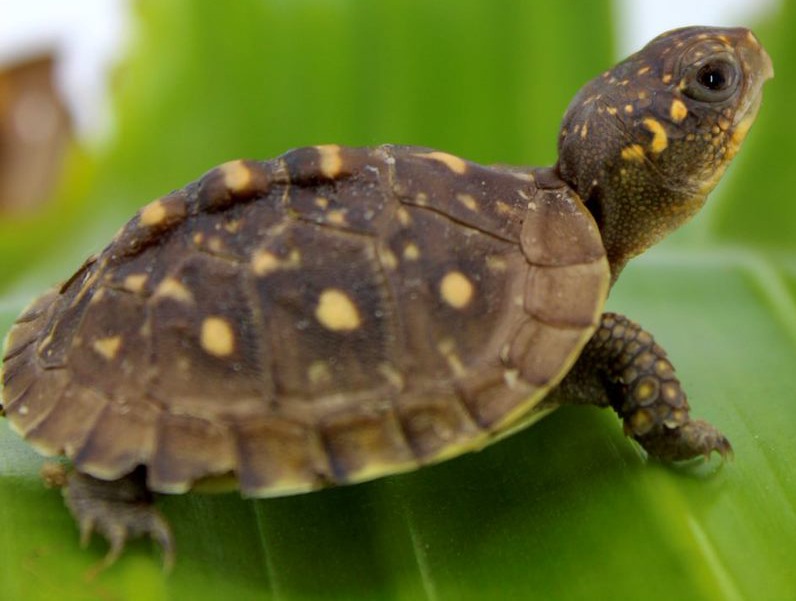 Baby Three Toed Box Turtles | LLLReptile