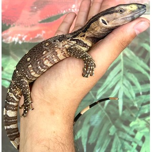 Small brown and tan lizard resting on a person’s hand, with a striped tail.
