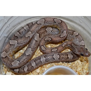 Coiled brown patterned snake inside a clear container on wood shavings