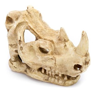 Weathered rhinoceros skull fossil with missing parts and horn stubs.