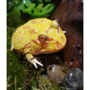 Yellow and orange poison dart frog with red eye perched on moss and rocks.