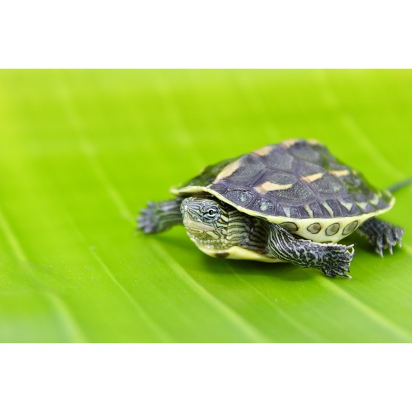 Young turtle with a striped head and patterned shell on a bright green leaf, facing the camera.