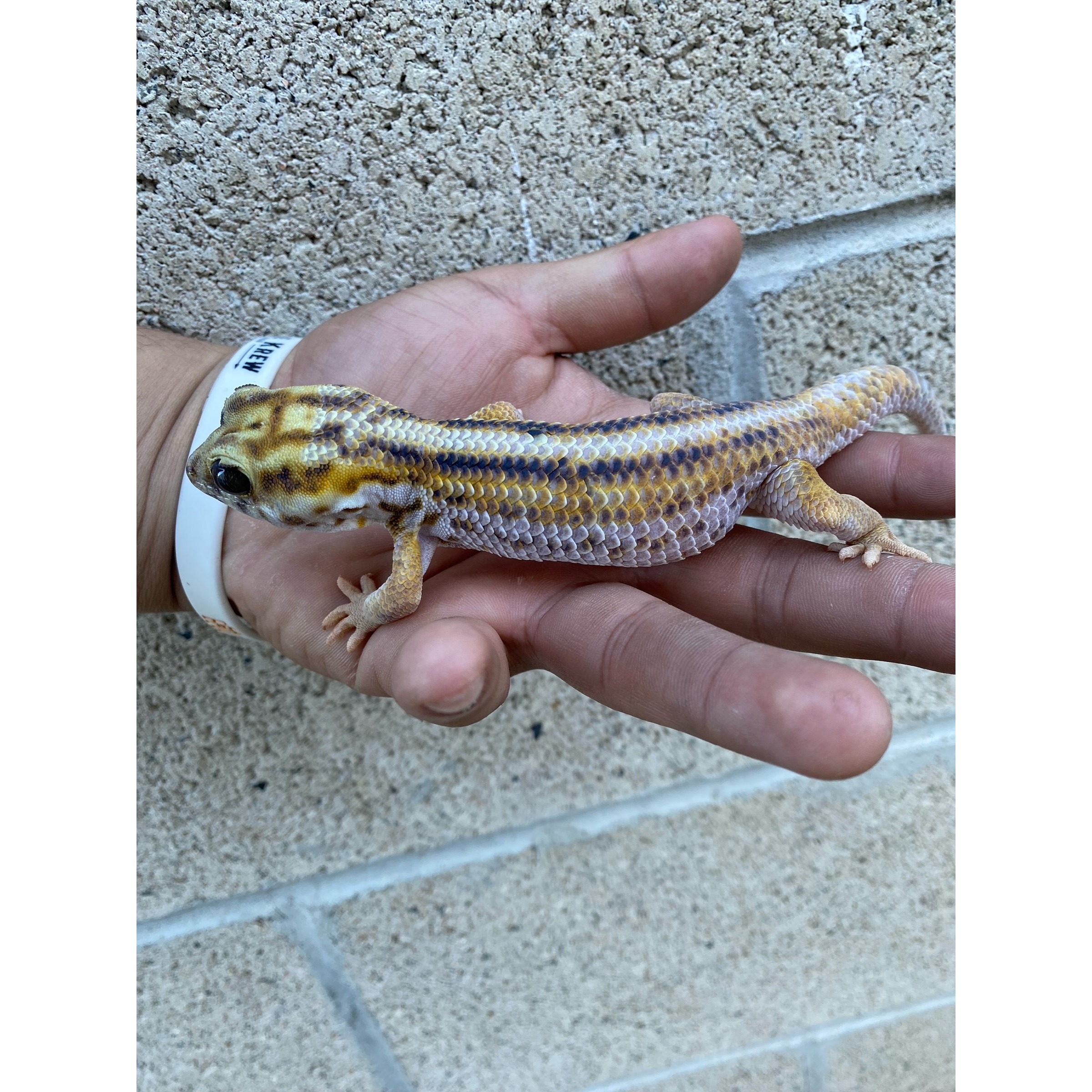 Young leopard gecko with yellow-orange mottled scales held in a person's hand.